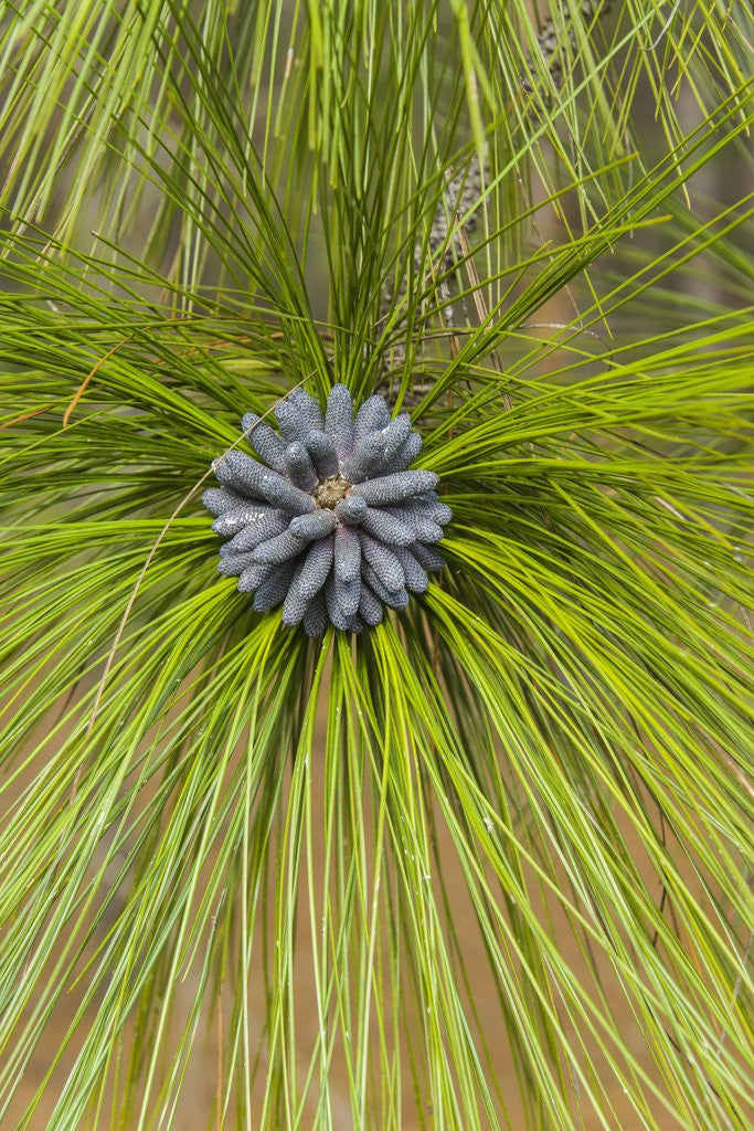Detail of Longleaf Pine bloom by Anonymous