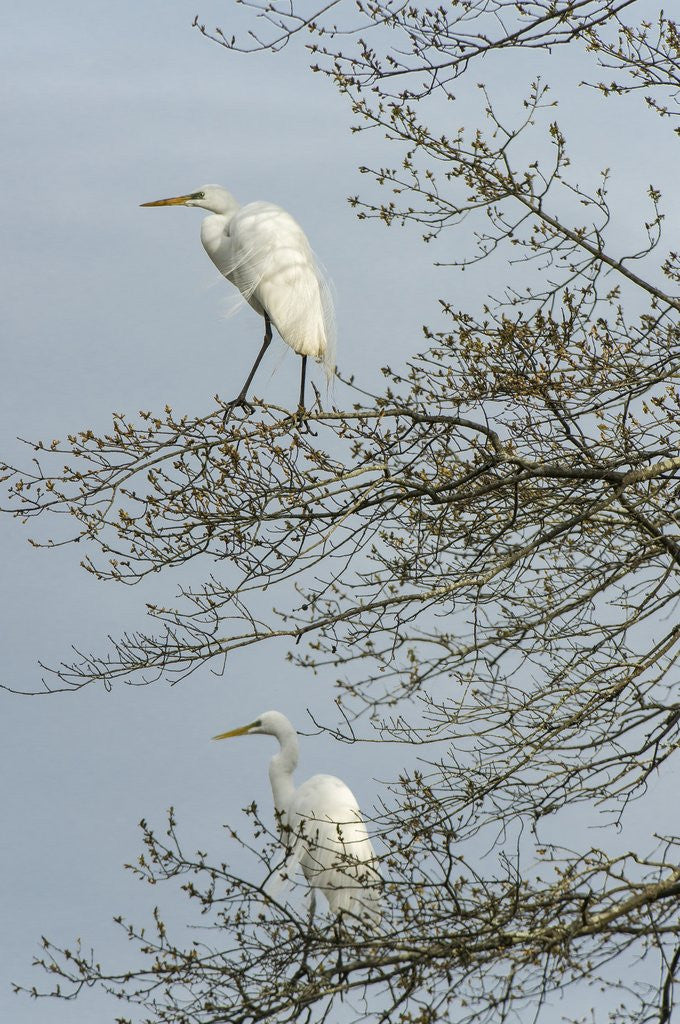 Detail of Egret by Anonymous