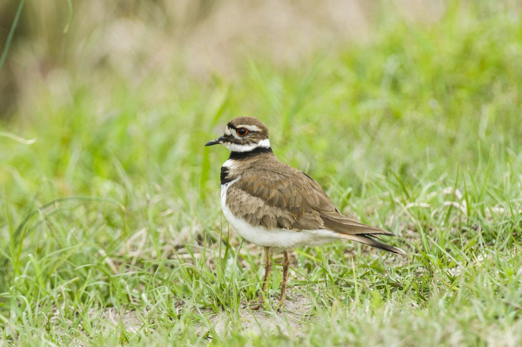 Detail of Killdeer by Anonymous