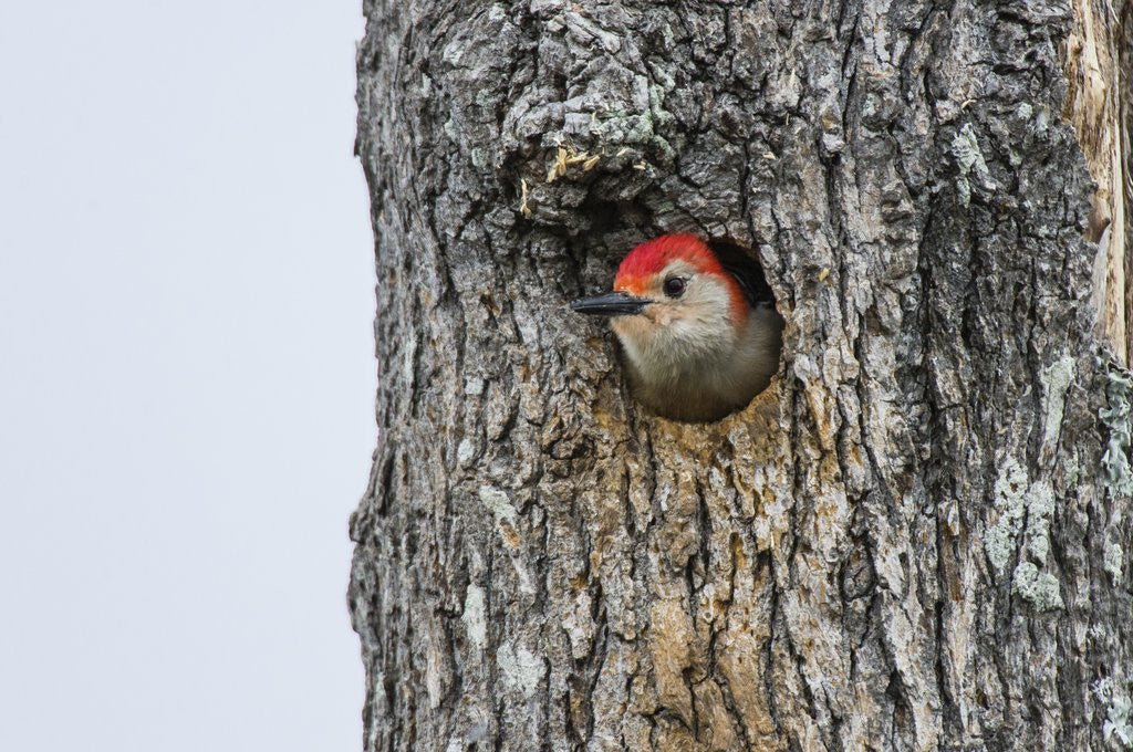 Detail of Red-bellied Woodpecker by Anonymous