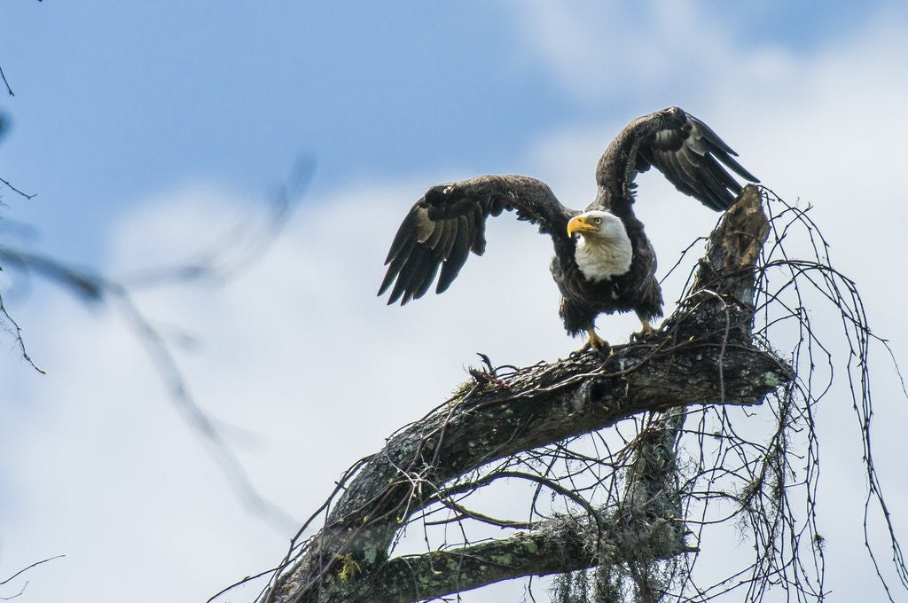 Detail of American Eagle by Anonymous