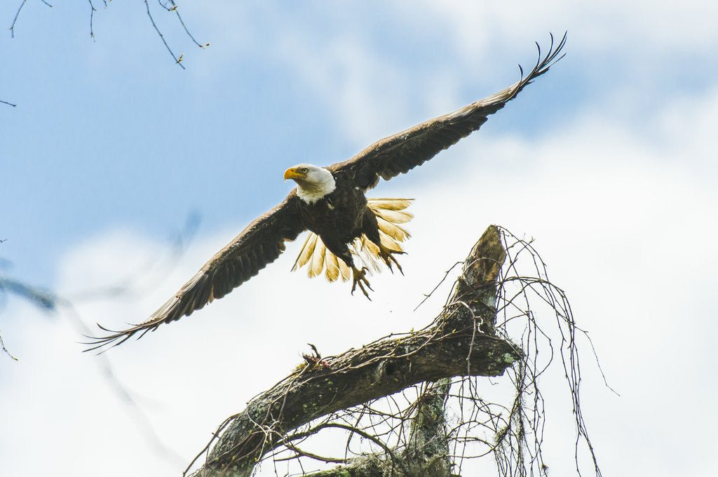 Detail of American Eagle by Anonymous