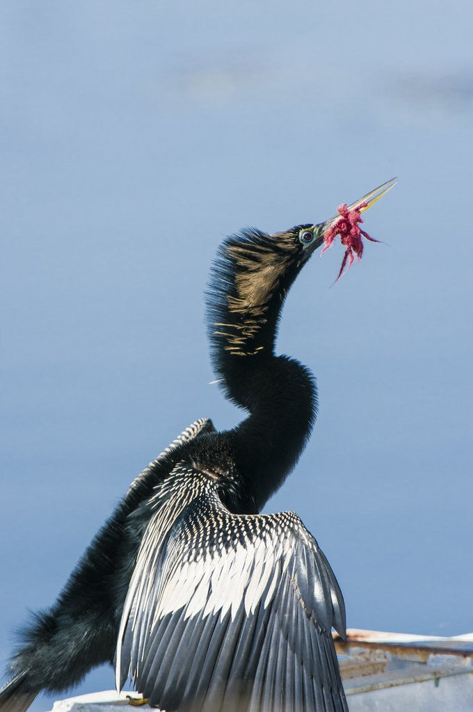 Detail of Anhinga with string in its beak by Anonymous
