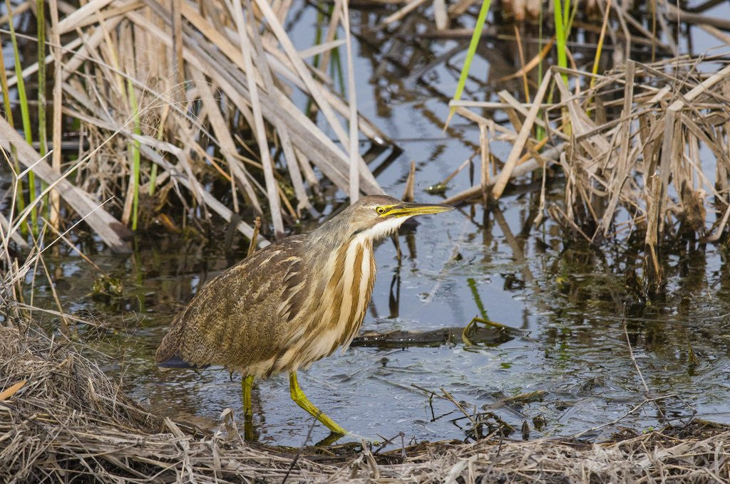 Detail of American Bittern by Anonymous