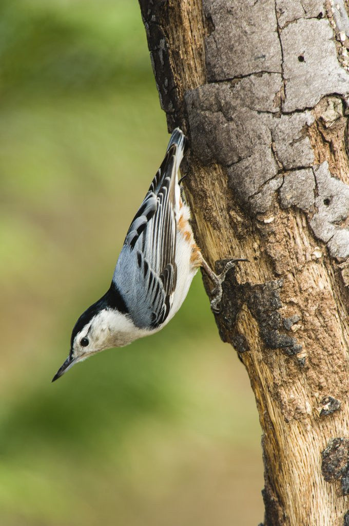 Detail of White-breasted Nuthatch by Anonymous