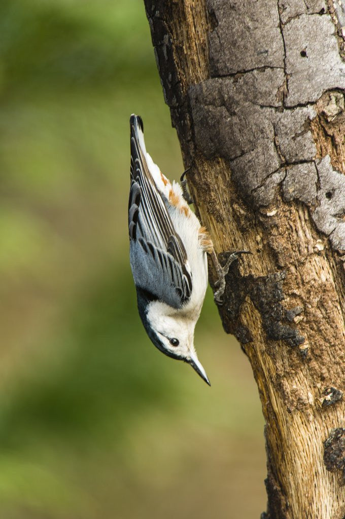 Detail of White-breasted Nuthatch by Anonymous