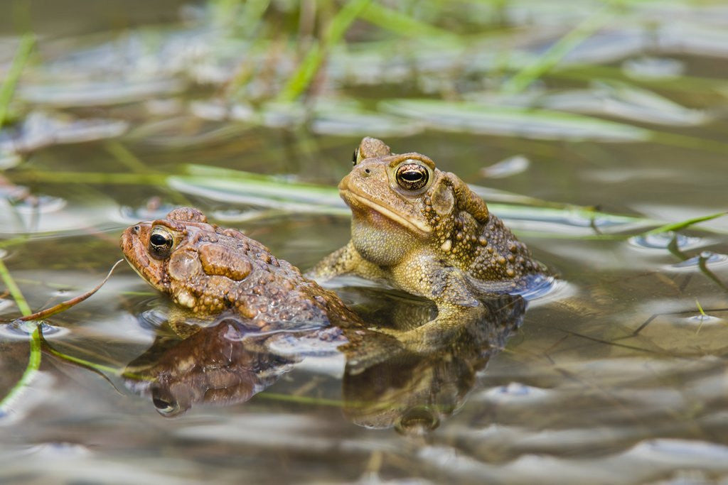 Detail of Fowler Frog by Anonymous