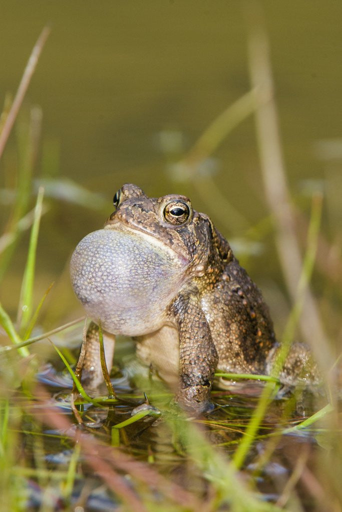 Detail of Fowler Frog by Anonymous