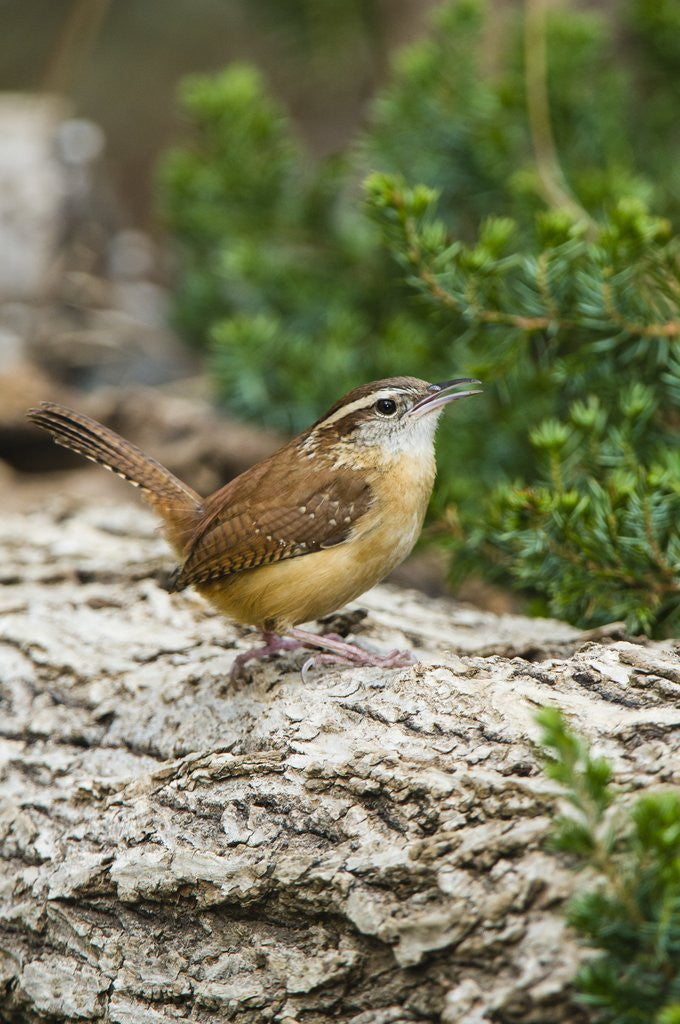 Detail of Carolina Wren by Anonymous