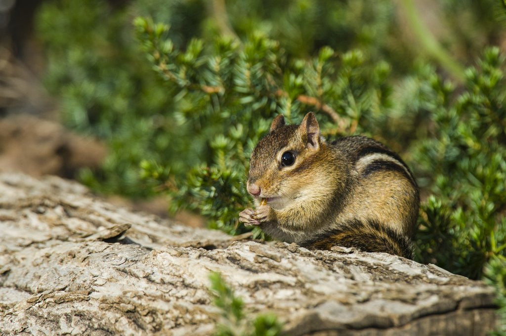 Detail of Eastern Chipmunk by Anonymous