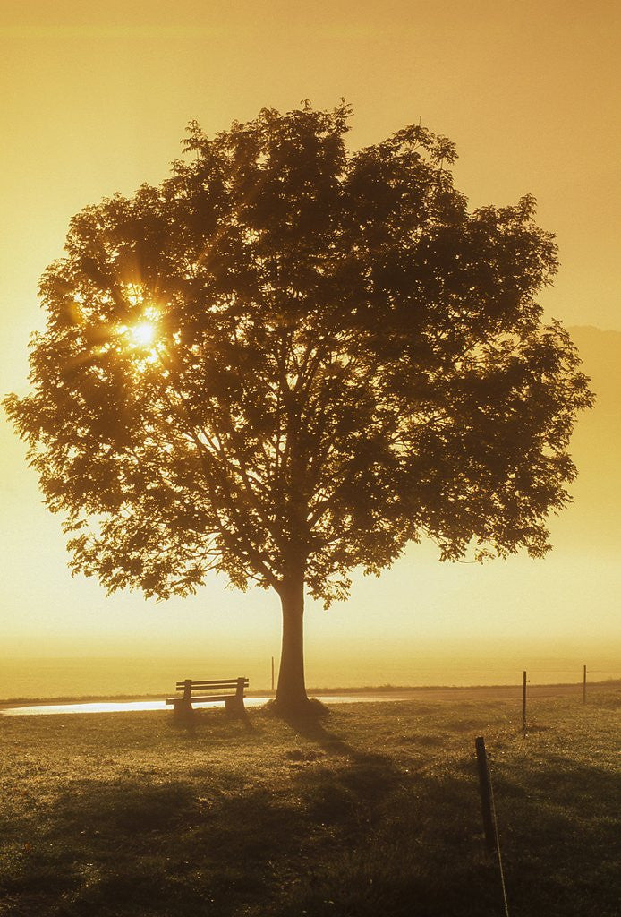 Detail of Sunrise and a tree by Anonymous