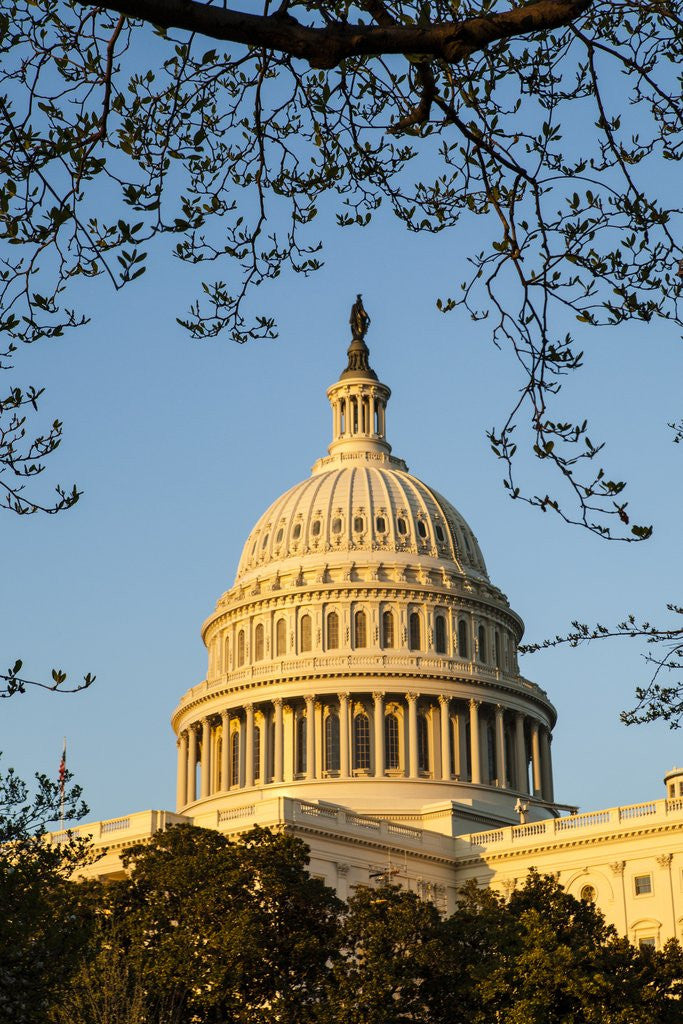 Detail of US Capitol Dome by Anonymous