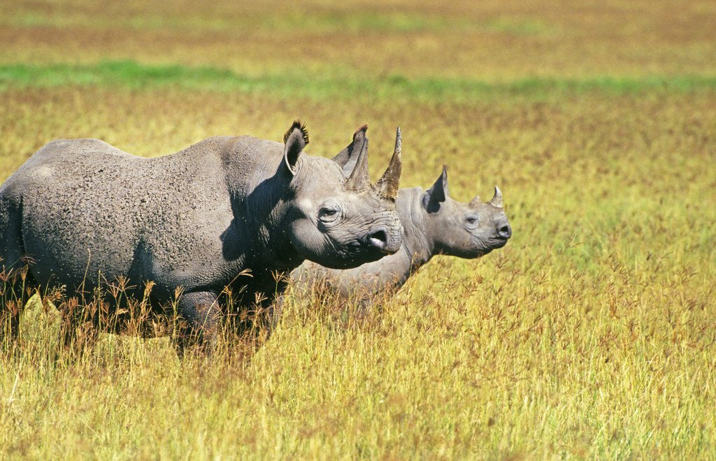 Detail of Rhino in Kenya by Anonymous