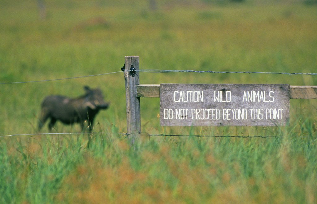 Detail of Warthog in Kenya by Anonymous