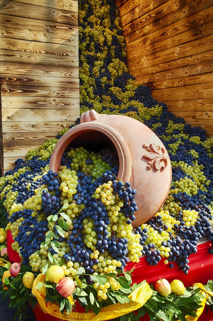 Detail of Harvested fresh grapes from the Tuscan fields by Anonymous