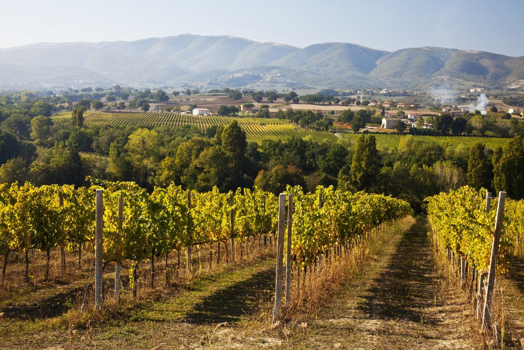 Detail of Vineyards draping hillsides by Anonymous