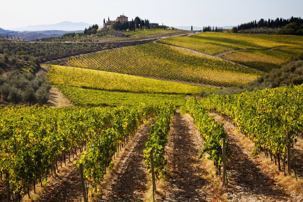 Detail of Villa and vineyards in the rolling hills of Tuscany by Anonymous