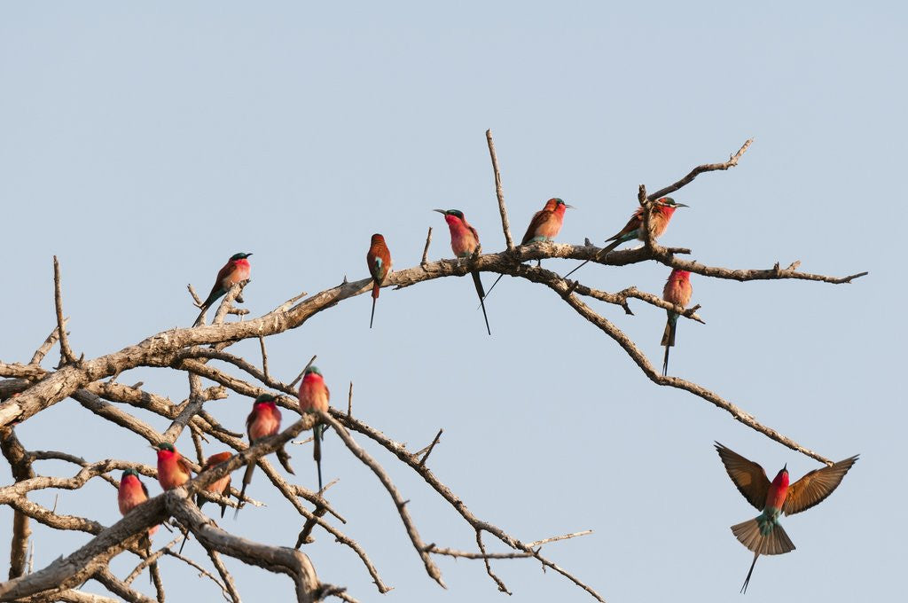 Detail of Southern Carmine Bee-eater (Merops nubicoides) by Anonymous