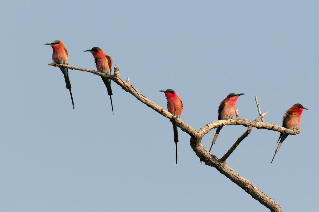 Detail of Southern Carmine Bee-eater (Merops nubicoides) by Anonymous