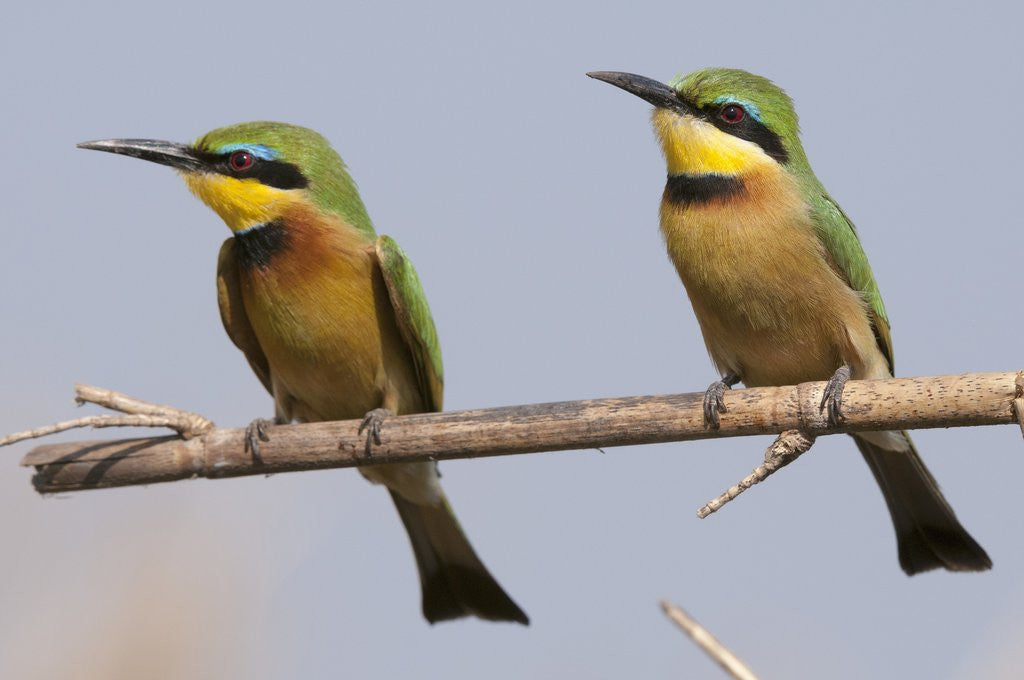 Detail of Little bee-eater (Merops pusillus) by Anonymous