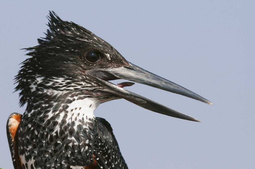 Detail of Giant kingfisher (Megaceryle maximus) by Anonymous