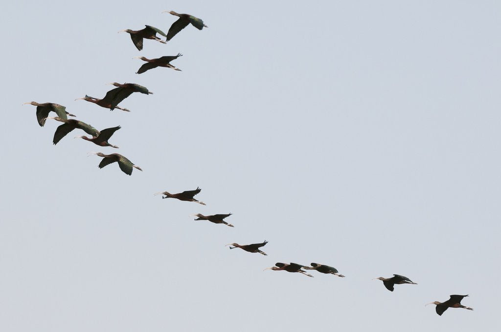 Detail of Glossy ibis (Plegadis falcinellus) by Anonymous