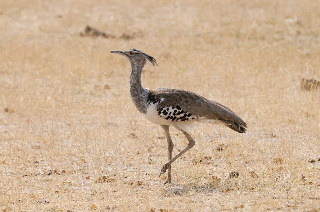Detail of Kori bustard (Ardeotis kori) by Anonymous