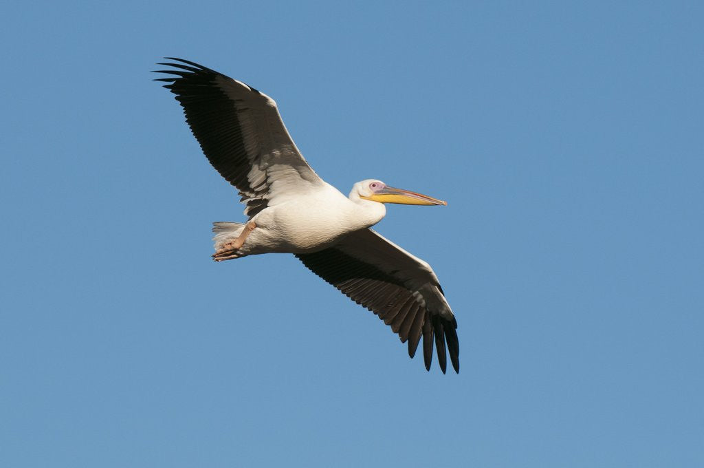 Detail of Great white pelican (Pelecanus onocrotalus) by Anonymous