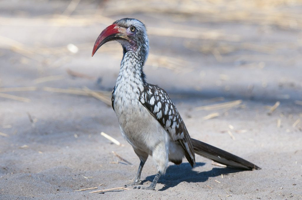 Detail of Southern red-billed hornbill (Tockus erythrorhyncus) by Anonymous