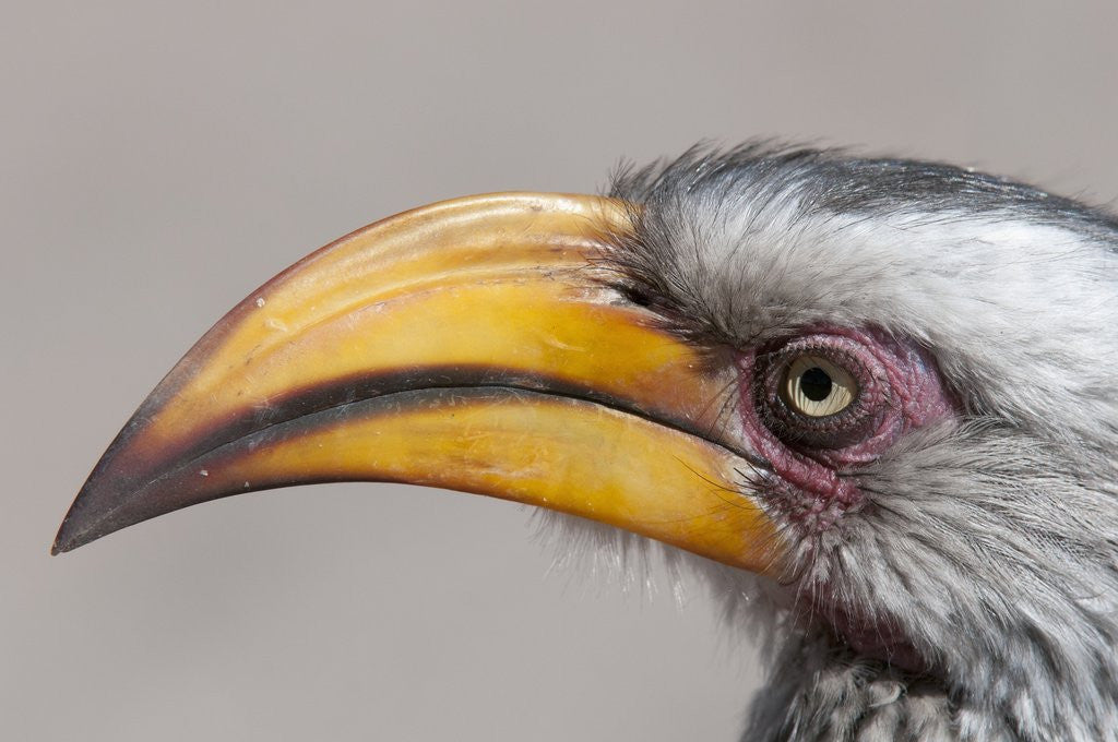 Detail of Southern yellow-billed hornbill (Tockus leucomelas) by Anonymous