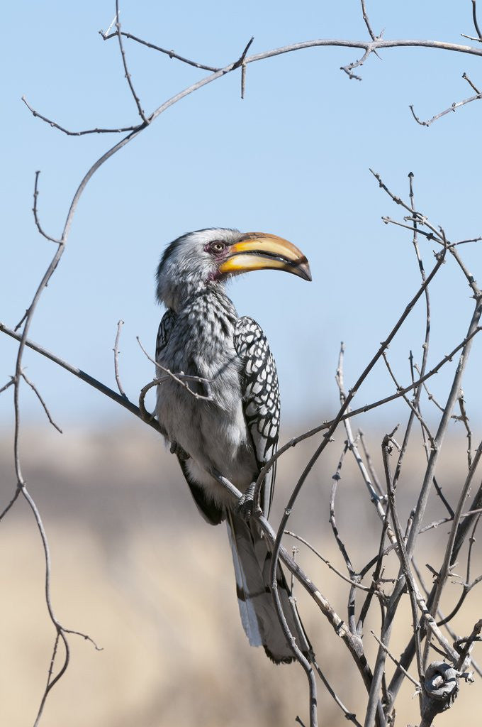 Detail of Southern yellow-billed hornbill (Tockus leucomelas) by Anonymous