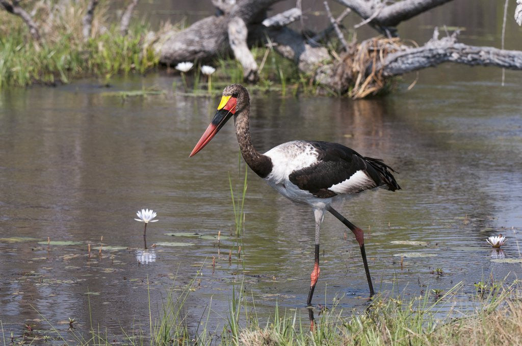 Detail of Saddle-billed stork (Ephippiarhynchus senegalensis) by Anonymous