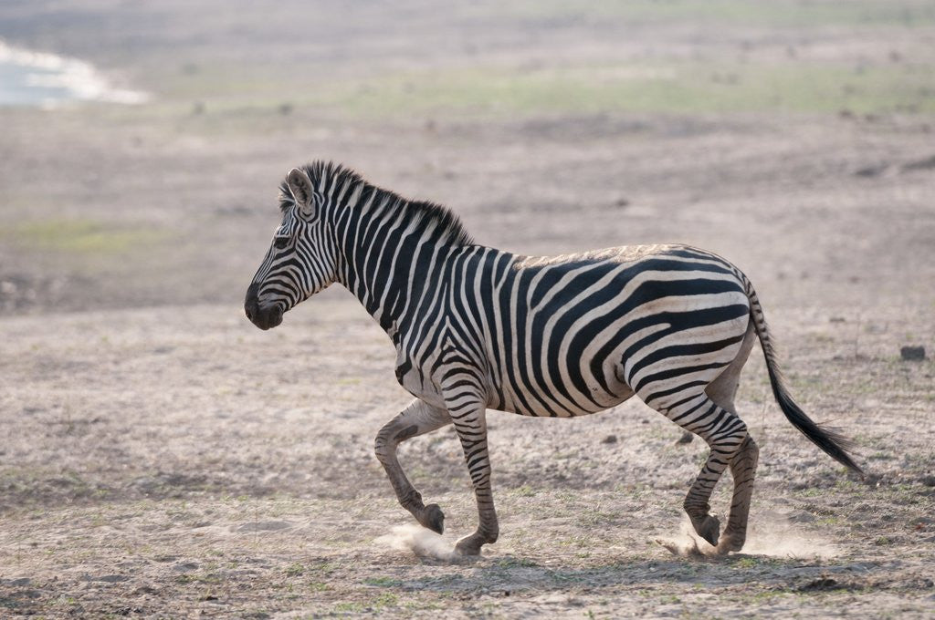 Detail of Common zebra by Anonymous