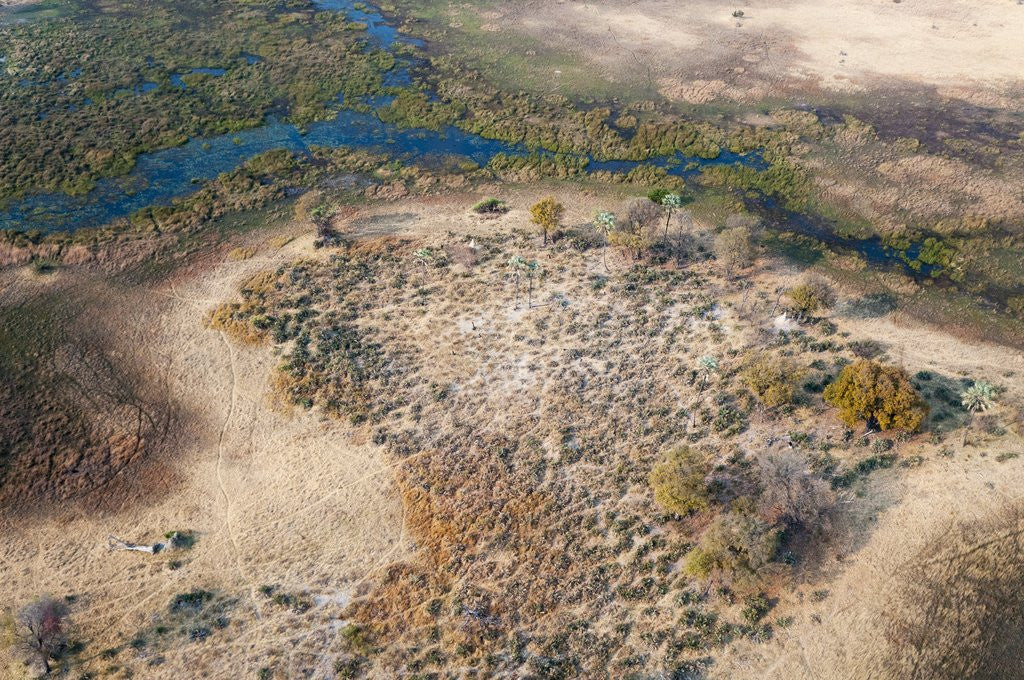 Detail of Okavango delta, Botswana by Anonymous