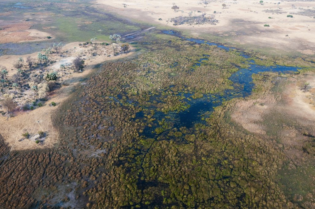 Detail of Okavango delta, Botswana by Anonymous
