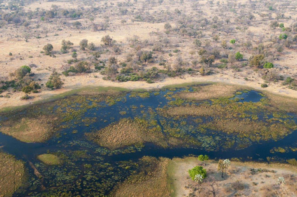 Detail of Okavango delta, Botswana by Anonymous
