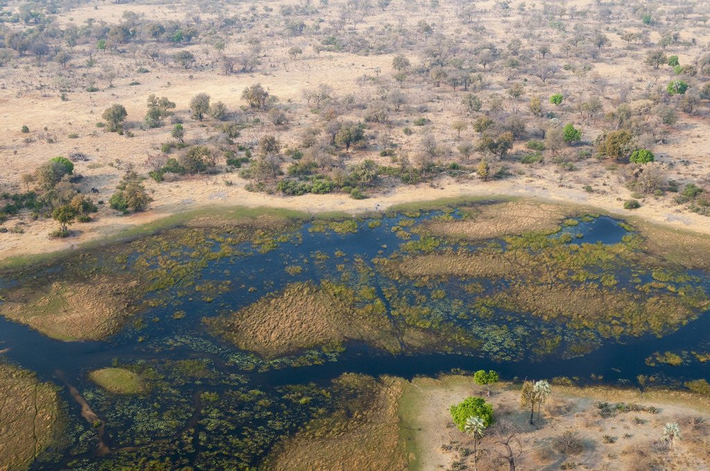 Detail of Okavango delta, Botswana by Corbis