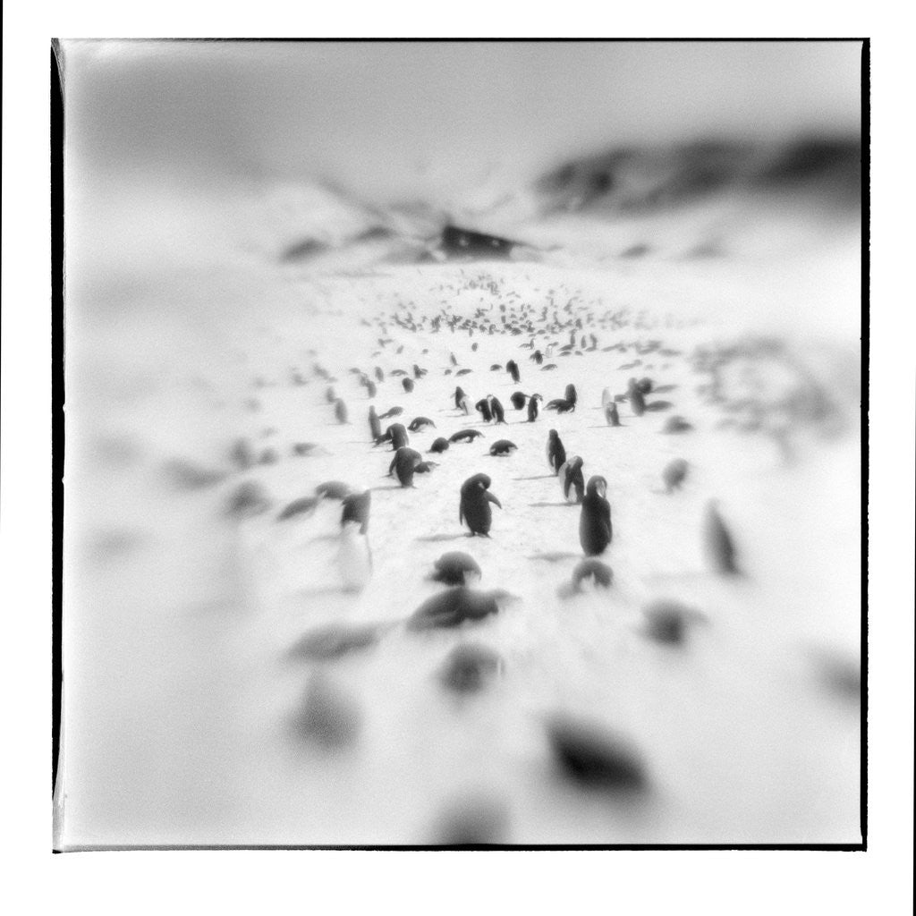 Detail of Chinstrap Penguins, Antarctica by Anonymous