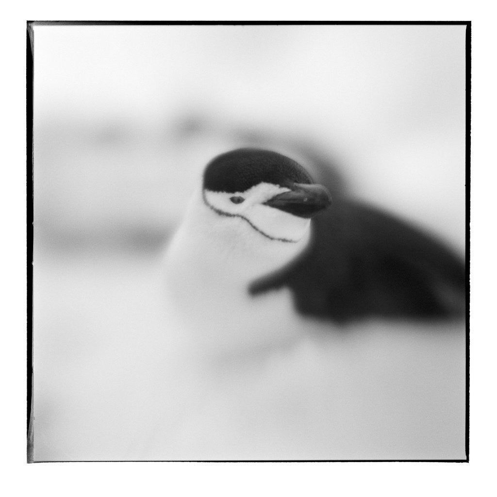 Detail of Chinstrap Penguin, Antarctica by Anonymous