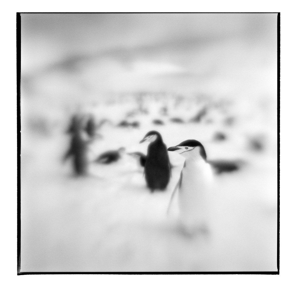 Detail of Chinstrap Penguins, Antarctica by Anonymous