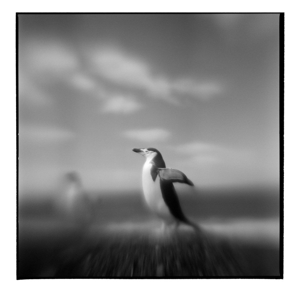 Detail of Chinstrap Penguin, Antarctica by Anonymous