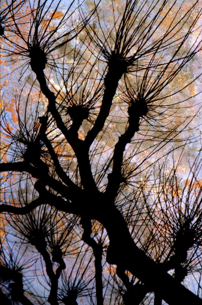 Detail of Leafless Tree by Anonymous