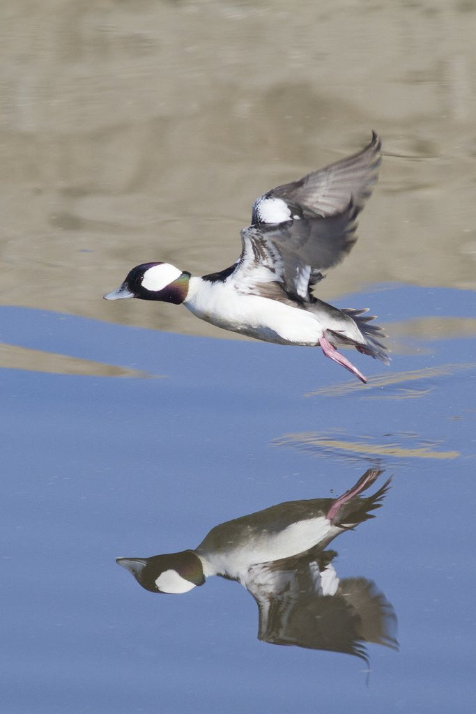 Detail of Male Bufflehead Duck takes off by Anonymous