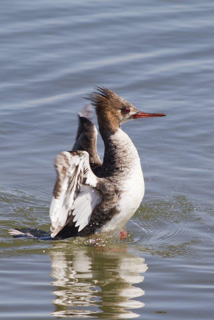 Detail of Red-Breasted Merganser female flapping wings by Anonymous