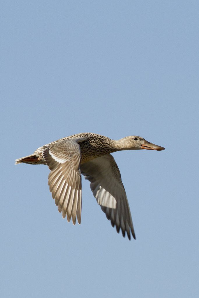 Female Northern Shoveler Duck in flight by Corbis