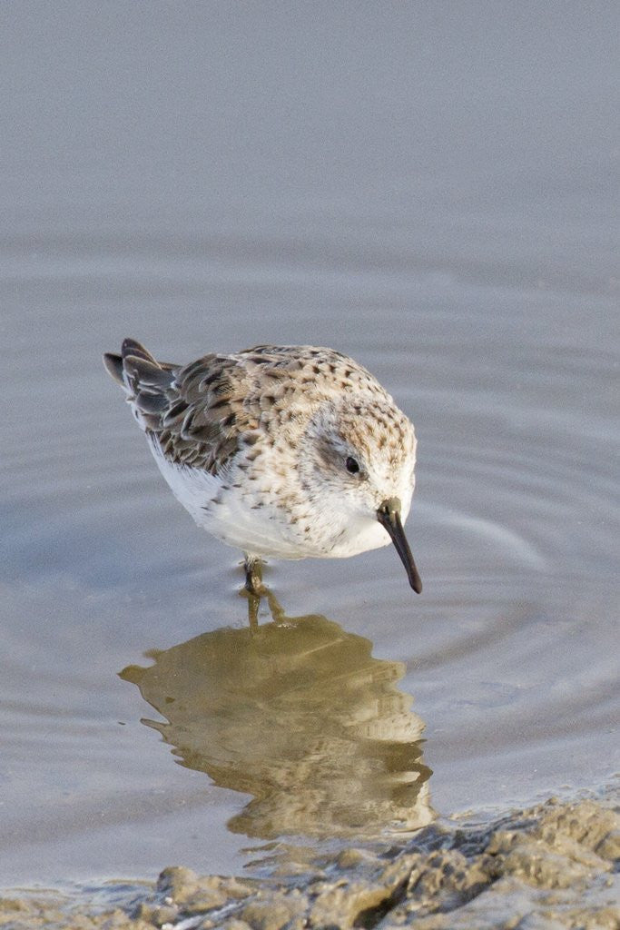 Detail of Western Sandpiper by Anonymous