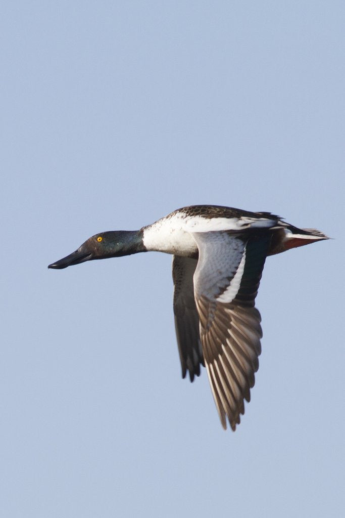 Detail of Male Northern Shoveler in flight by Anonymous
