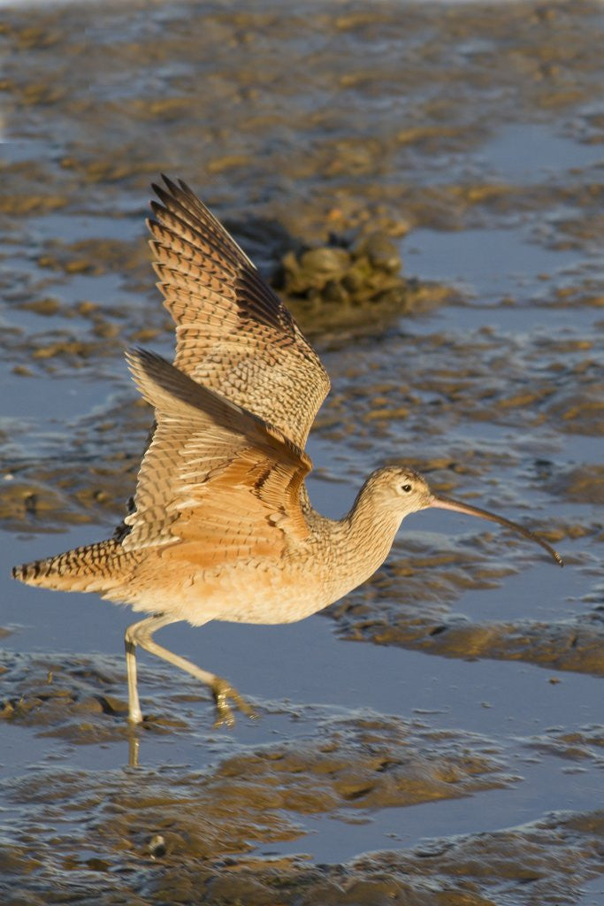 Detail of Long-Billed Curlew with raised wings by Corbis