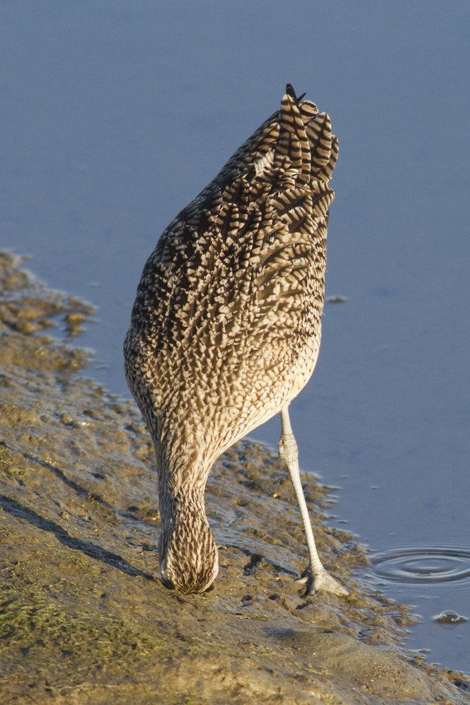 Detail of Long-Billed Curlew with bill buried in the mud by Anonymous