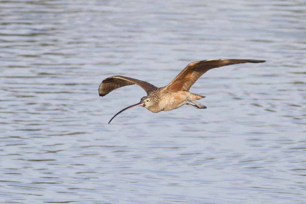 Detail of Long-Billed Curlew flying by Anonymous